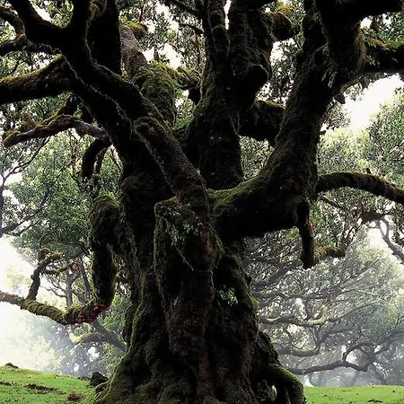 佩蒂特马德拉光彩之星酒店 酒店 4*