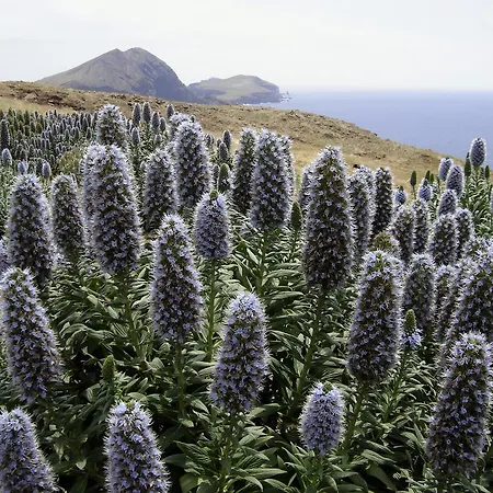 Madeira Bright Star By Petit Otel 4*