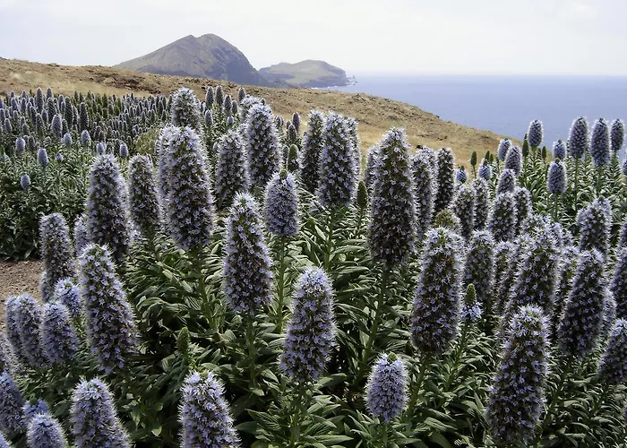 Madeira Bright Star By Petit Hotell 4*