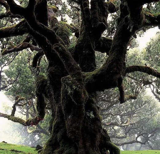 Madeira Bright Star By Petit Hotell 4*